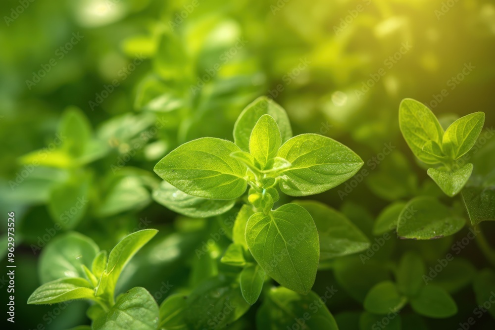 Fresh green oregano plant with vibrant leaves arranged in a circular pattern. Close-up view of herb garden with blurred green background. Perfect for food, nature, and wellness photography. Fresh green oregano plant with vibrant leaves arranged in a circular pattern. Close-up view of herb garden with blurred green background. Perfect for food, nature, and wellness photography.