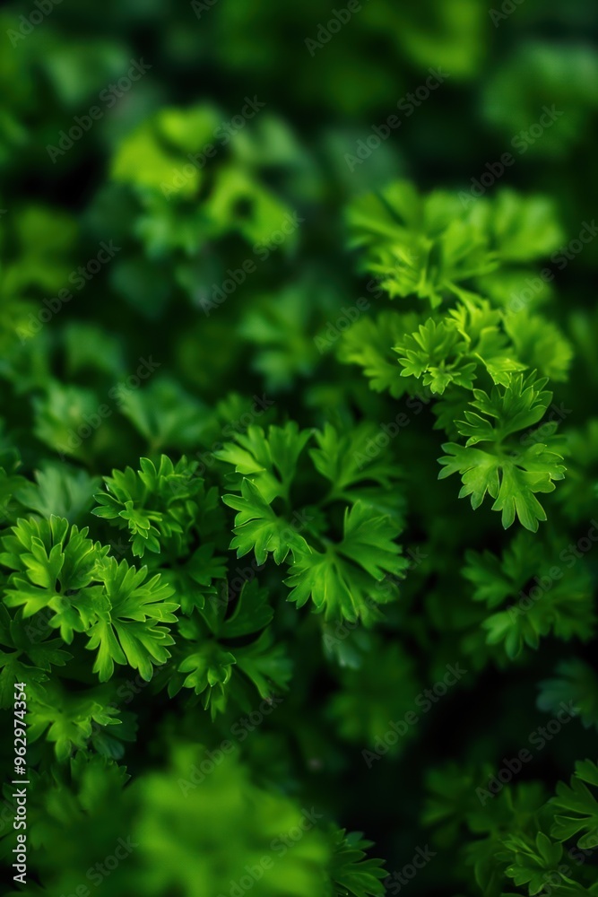 Close-up of green parsley leaves arranged in circular pattern. Fresh herbs in garden forest setting with blurred background. Vibrant green color, glossy texture. Food, wellness, eco, nature themes. Close-up of green parsley leaves arranged in circular pattern. Fresh herbs in garden forest setting with blurred background. Vibrant green color, glossy texture. Food, wellness, eco, nature themes.