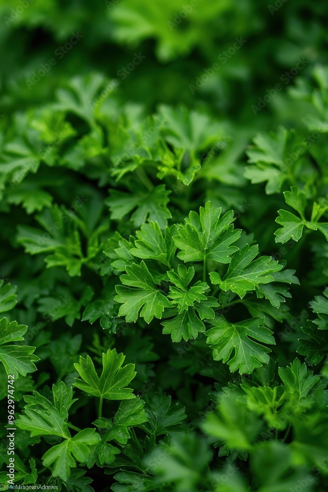 Fresh green parsley plant close up in garden. Densely packed leaves arranged circular pattern. Vibrant green color stands out blurred background. Food blog recipe illustration eco lifestyle. Fresh green parsley plant close up in garden. Densely packed leaves arranged circular pattern. Vibrant green color stands out blurred background. Food blog recipe illustration eco lifestyle.