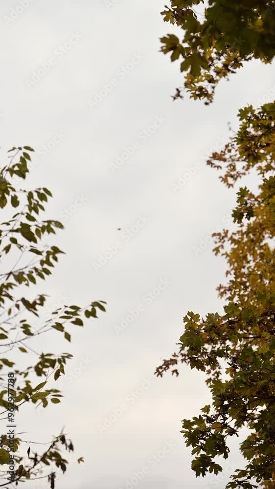 Fallen leaves. Autumn trees and sky. Fallen leaves. Autumn trees and sky.