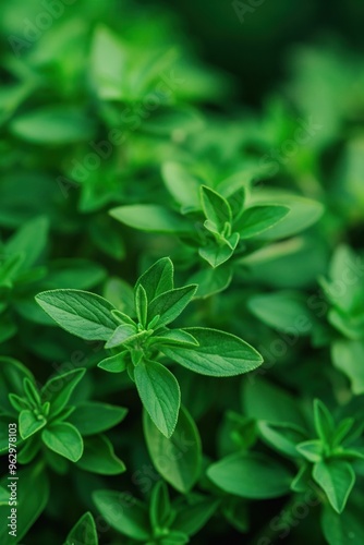 Close-up of rich green basil plants growing upwards. Densely packed leaves create texture and depth. Blurred background focuses on vibrant herb. Perfect for food, gardening, or summer themes.