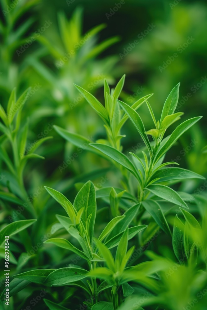 Fresh green Tarragon plant with rich leaves close up. Garden herb with natural colors. Close-up view of plants in blurred background. Green leafy foliage with brown and yellow undertones. Fresh green Tarragon plant with rich leaves close up. Garden herb with natural colors. Close-up view of plants in blurred background. Green leafy foliage with brown and yellow undertones.