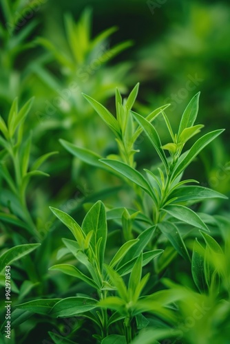 Fresh green Tarragon plant with rich leaves close up. Garden herb with natural colors. Close-up view of plants in blurred background. Green leafy foliage with brown and yellow undertones.