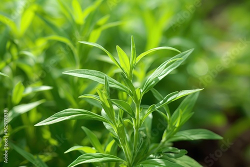 Fresh green Tarragon plant with vibrant leaves in focus. Close-up view of herb garden foliage on blurred background. Perfect for food, wellness, and eco-themed projects.