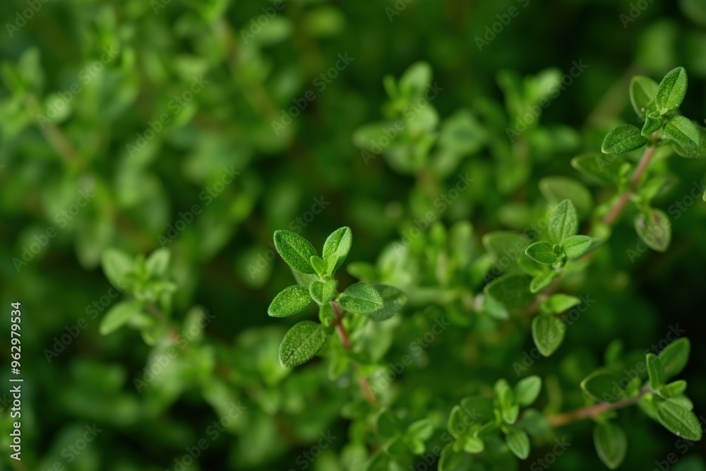 Close-up of fresh green thyme plant with dense overlapping leaves. Natural setting with blurred green background. Perfect for eco and wellness themes, herb gardens, and botanical illustrations. Close-up of fresh green thyme plant with dense overlapping leaves. Natural setting with blurred green background. Perfect for eco and wellness themes, herb gardens, and botanical illustrations.