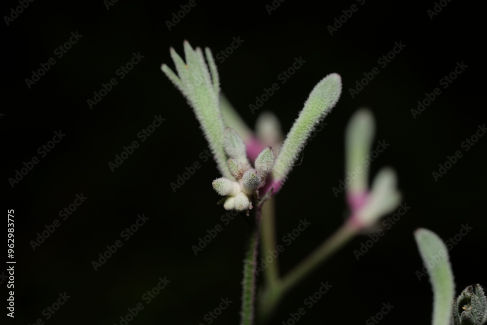 Kangaroo Paw refers to plants in the genus Anigozanthos, which are native to Australia, particularly Western Australia. Kangaroo Paw refers to plants in the genus Anigozanthos, which are native to Australia, particularly Western Australia.