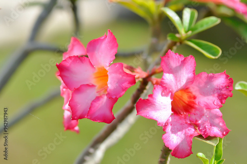 Desert rose, APOCYACEAE or Adenium obesum or Mock Azalea or Pink bignonia or Impala lily or pink flower photo