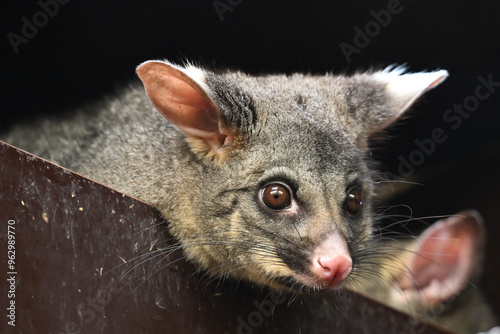 Common Brushtail Possum  photo