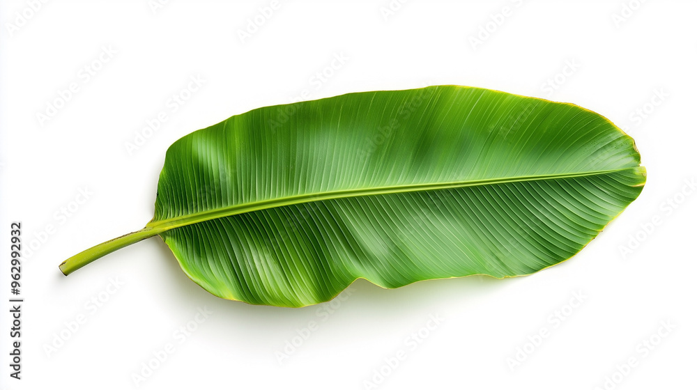 A high-quality image showcasing vibrant, lush green banana leaves with intricate textures and natural patterns. A high-quality image showcasing vibrant, lush green banana leaves with intricate textures and natural patterns.