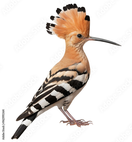 Eurasian Hoopoe (Upupa epops) isolated on transparent background photo