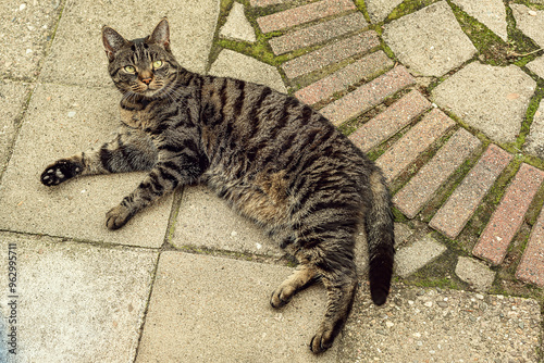 Obraz na płótnie Tabby cat lying on the pavement in the garden. View from above. w salonie