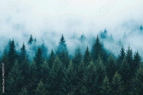 Misty forest landscape with dense evergreen trees.