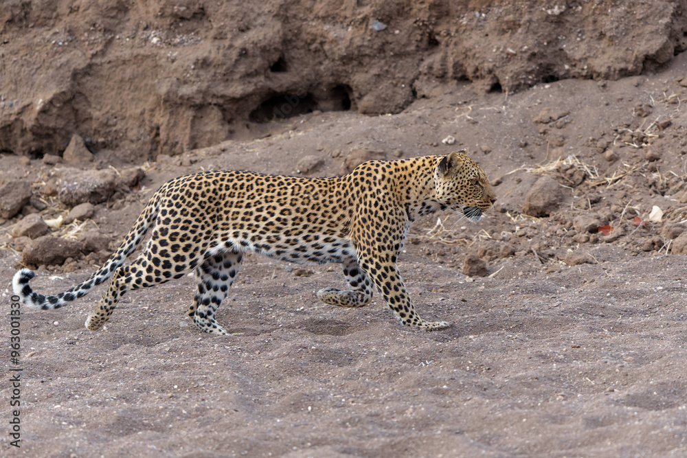 Obraz premium Leopard (Panthera Pardus) hunting in a dry riverbed in Mashatu Game Reserve in the Tuli Block in Botswana 