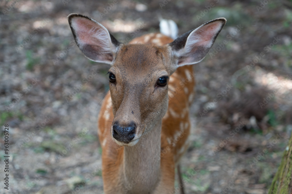 portrait of a deer portrait of a deer
