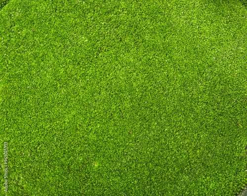 green moss plant on the ground photo