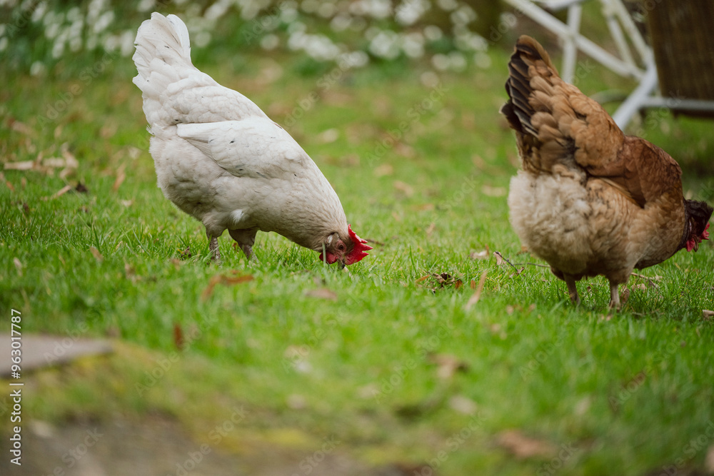 Fototapeta premium Hühner im Garten