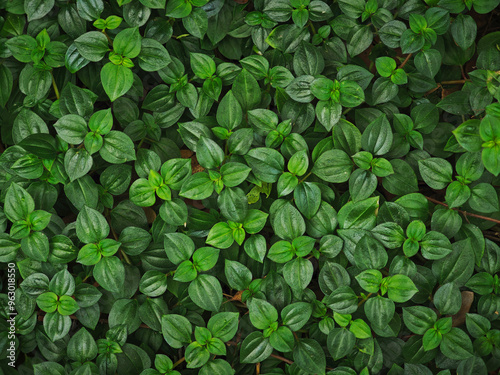 Wallpaper Mural beautiful green leaves for background Torontodigital.ca