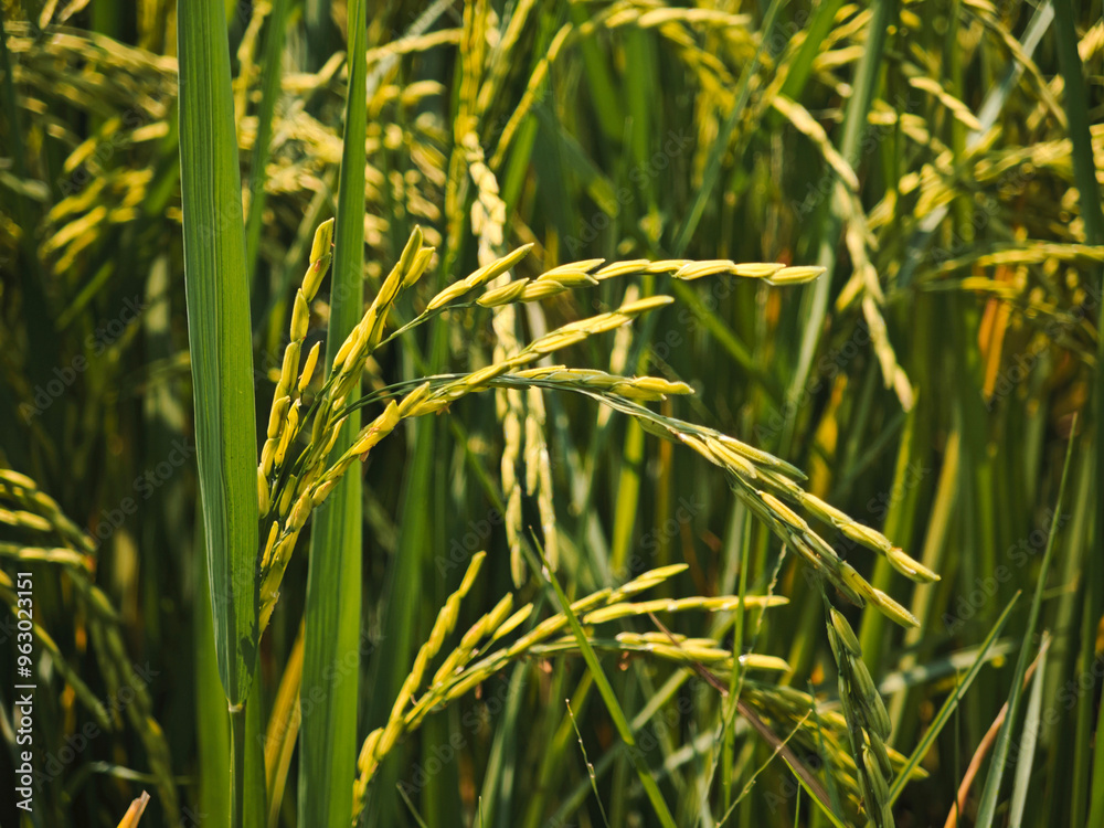 Fototapeta premium produce grains of jasmine rice on field