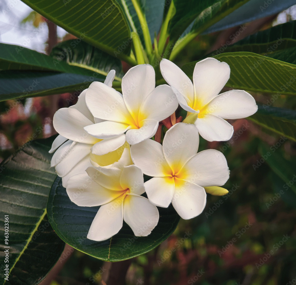 Fototapeta premium blossom white frangipani on tree