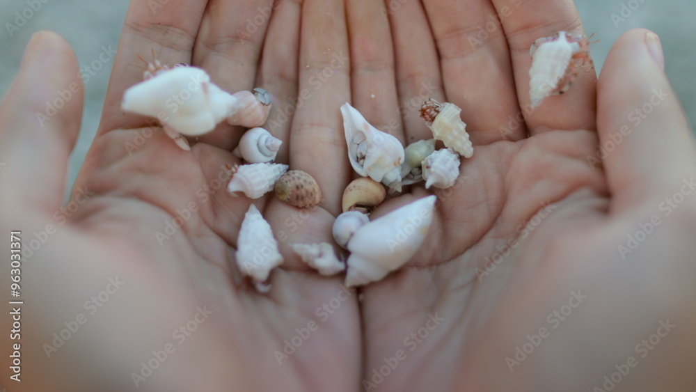 A person is seen holding a collection of shells in their hands, showcasing various shapes, sizes, and colors. A person is seen holding a collection of shells in their hands, showcasing various shapes, sizes, and colors.