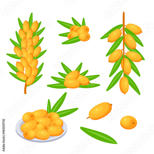 Set of fresh sea buckthorn berries growing on branch with green leaves