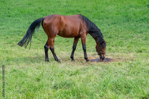 Pferd auf der Weide am Leckstein