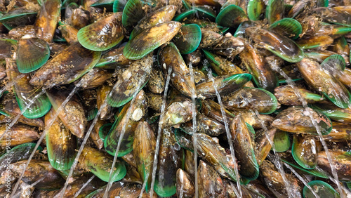 Obraz na plátně Green-lipped New Zealand mussel shellfish seafood sprayed with water to keep the