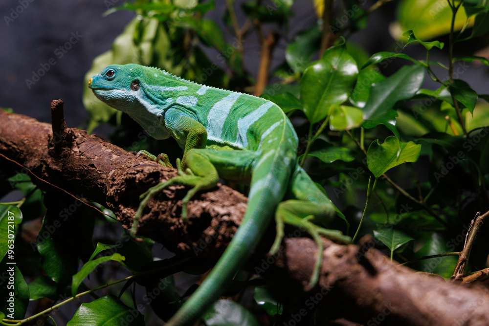 Lau banded iguana, Brachylophus fasciatus resting on a branch surrounded by lush foliage in a tropical habitat Lau banded iguana, Brachylophus fasciatus resting on a branch surrounded by lush foliage in a tropical habitat