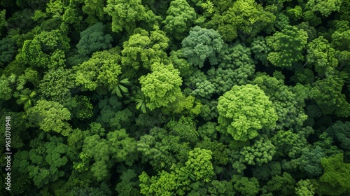 Aerial View of Lush Tropical Rainforest Canopy