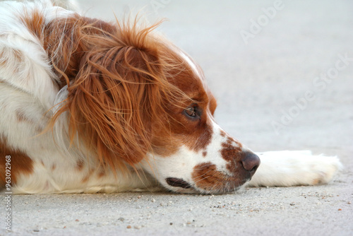 Spaniel breton photo