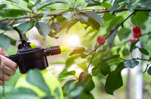 Spraying cherries against flies and pests against the backdrop of the sun. Productivity and ripe fruits, close-up photo