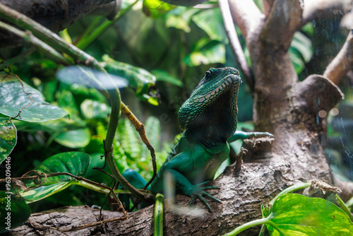 Chinese water dragon, Physignathus cocincinusperched on a branch surrounded by lush green foliage in a tropical setting during the day