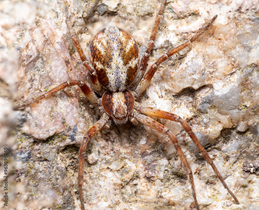 spider camouflage on the rocky background macro close up spider camouflage on the rocky background macro close up