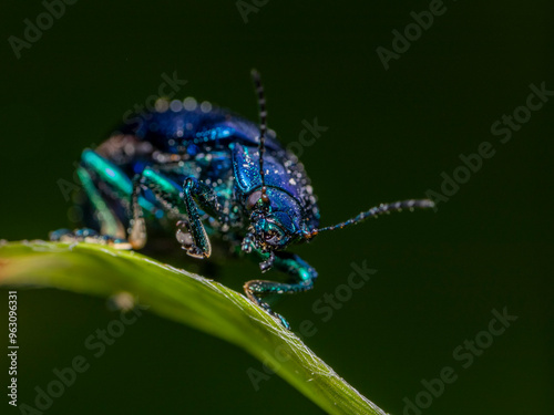 blue beetle on a leaf