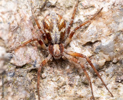 spider camouflage on the rocky background macro close up