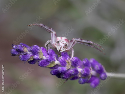 pink crab spider macro close up 