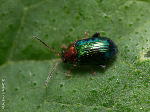 beetle on a leaf