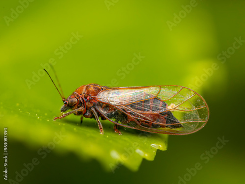 fly on a leaf