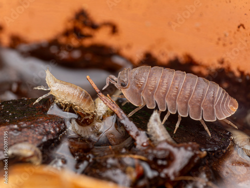 Isopod macro close up