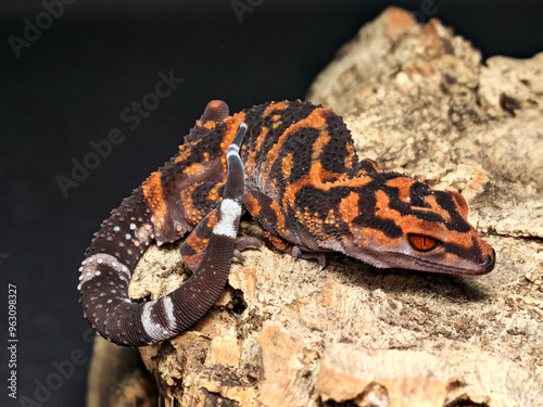 Goniurosaurus orientalis, Japanese Cave Gecko, orange gecko close up