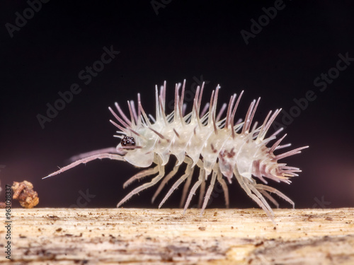 Laureola spiky isopods, macro close up, white isopod