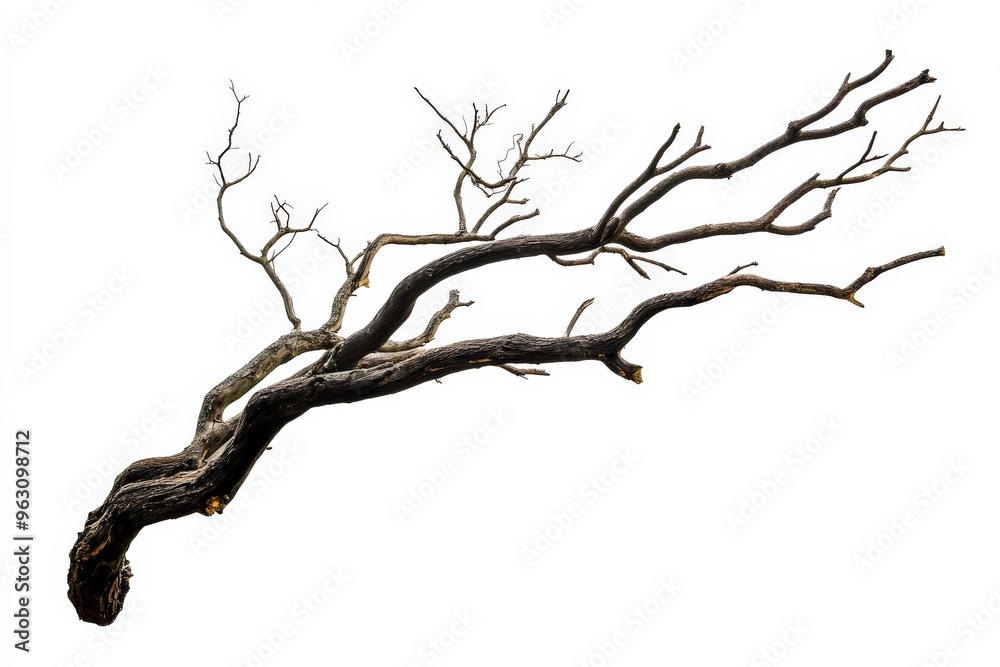 Fototapeta premium Dead Branches. Silhouette of a Dead Tree Branch Isolated on White Background