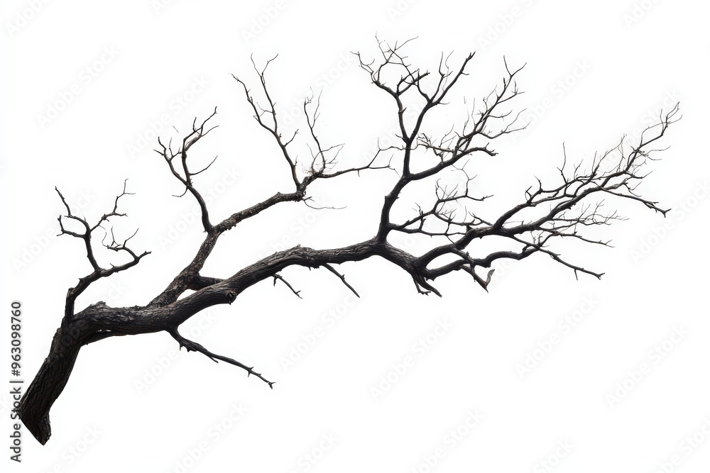 Dead Branches. Silhouette of Deciduous Tree Branches on White Background Dead Branches. Silhouette of Deciduous Tree Branches on White Background
