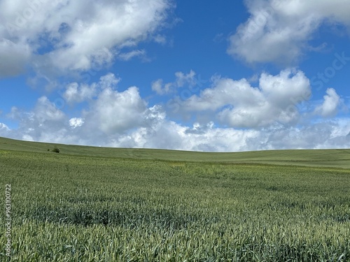 wheat field and sky