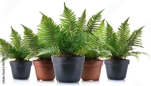Full Depth of Field in Clipping Path for Potted Ferns- - Ferns in pots isolated with precis