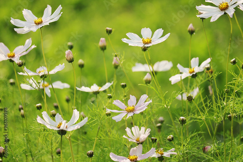 Cosmos bipinnatus blossoming in summer season	 photo