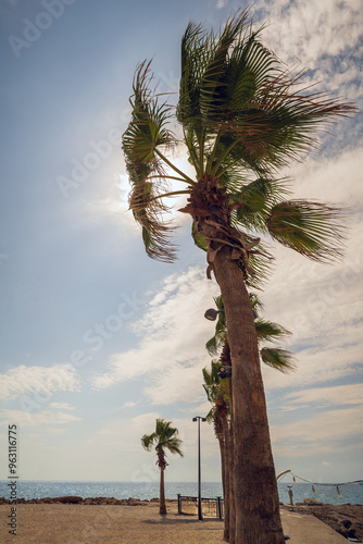 Scenic view of palm trees along a sunny beachfront with a clear blue sky. Calm ocean waves in the background create a peaceful and tropical atmosphere.