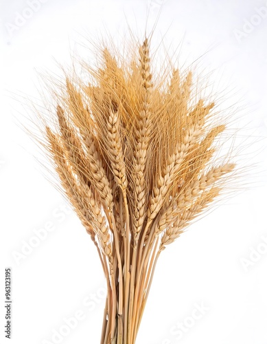 Golden Wheat Stalks Against a White Background