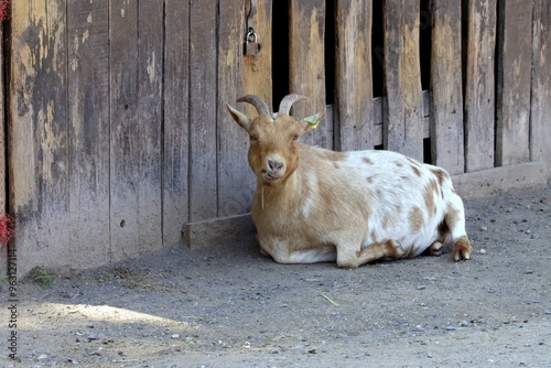 chèvre