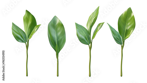 Four green leaf on a transparent background,Four Lily of the valley Leafs Isolated,Four Tropical Plant Leaves,leaf transparent png,Decoration work, green plants,Four green leafed plants, Ai photo